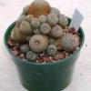 rebutia_heliosa